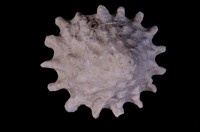 藏品(白星螺)的圖片